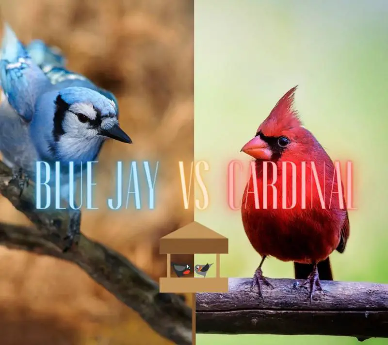 Blue Jay VS Cardinal: Do They Get Along?