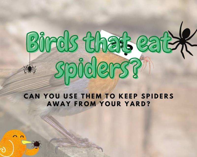 Which Birds Eat Spiders? (10 birds that do!)