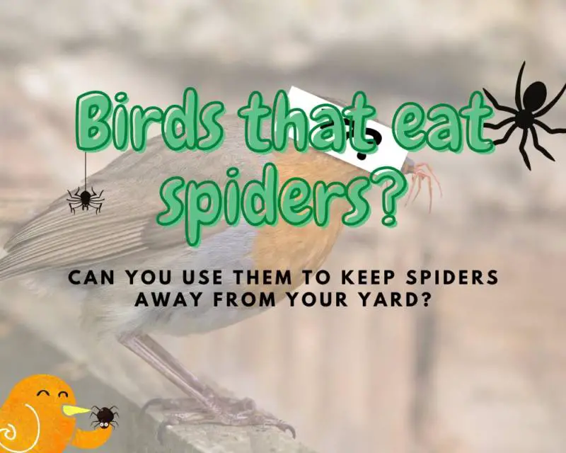 Which Birds Eat Spiders? (10 birds that do!)