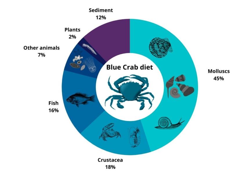 Blue Crab diet