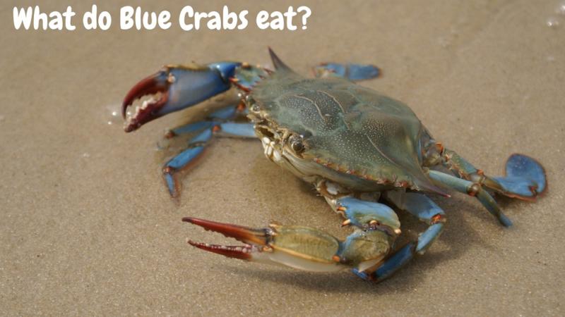 what does a ghost crab eat