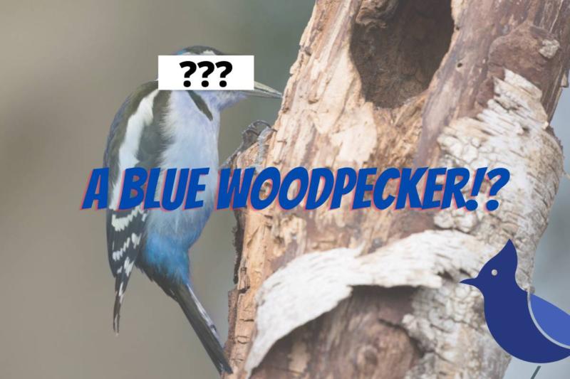 Are there any blue woodpeckers? (Answered!)
