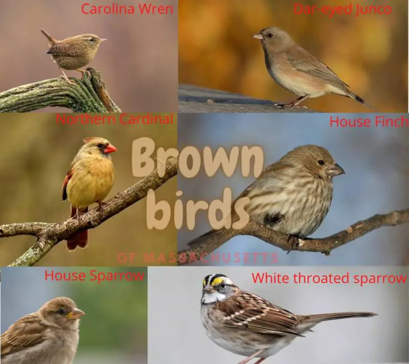 6 brown birds found in Massachusetts (list and photos!)