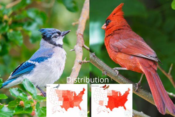 Shows where blue jays and cardinals found