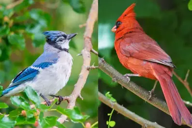 Blue Jay VS Cardinal (All You Need To Know) - Birdsquick