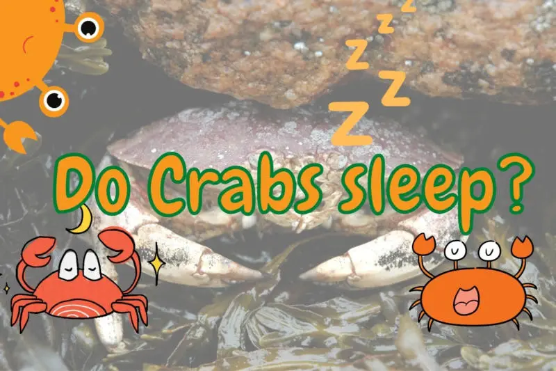 Do Crabs Sleep? (How, When and Where?)