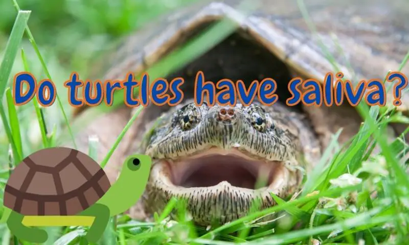 Do turtles make saliva? (Explained!)