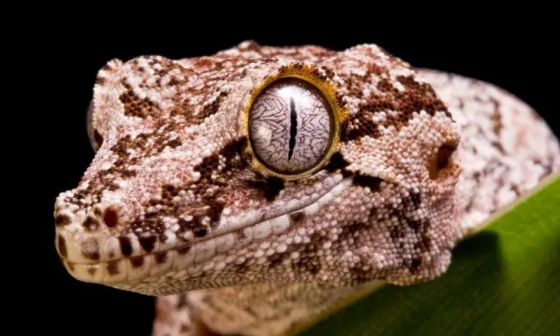 Why Are Gargoyle Geckos So Expensive? (Explained!) – Outlife Expert