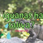Do Iguanas Spit? Are They Poisonous?