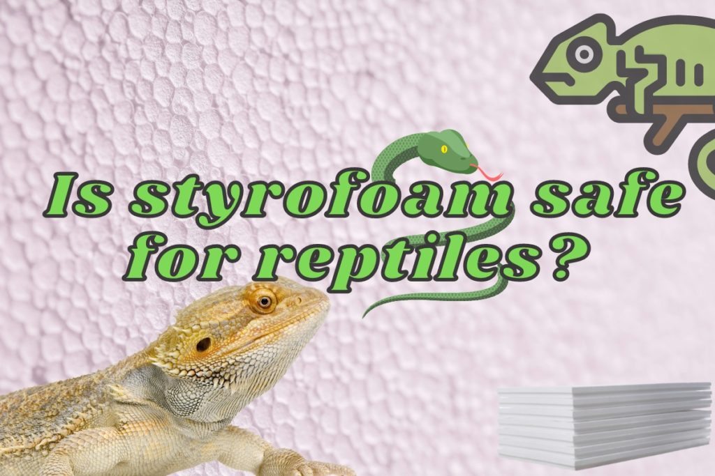 Is Styrofoam Safe for Reptiles (Answered and explained!) Outlife Expert