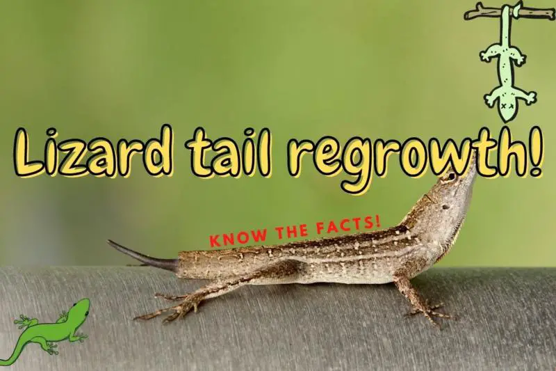 How many times can a lizard regrow its tail? (Answered!)