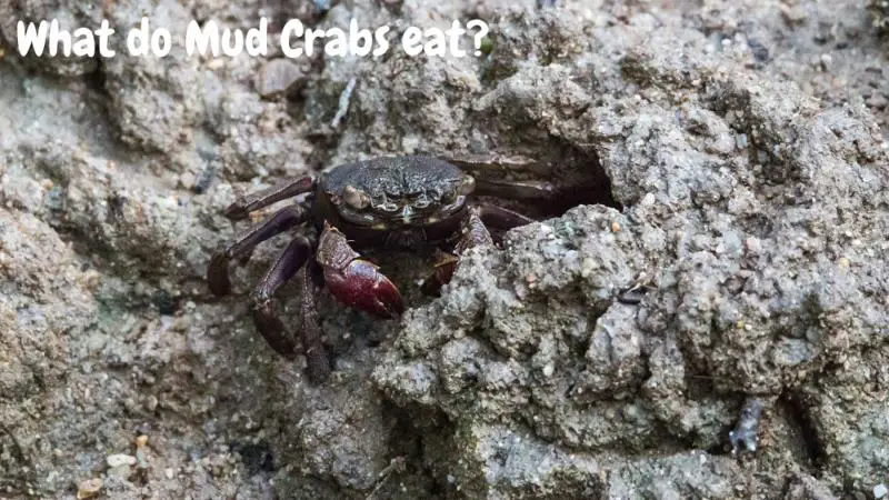 what does a ghost crab eat