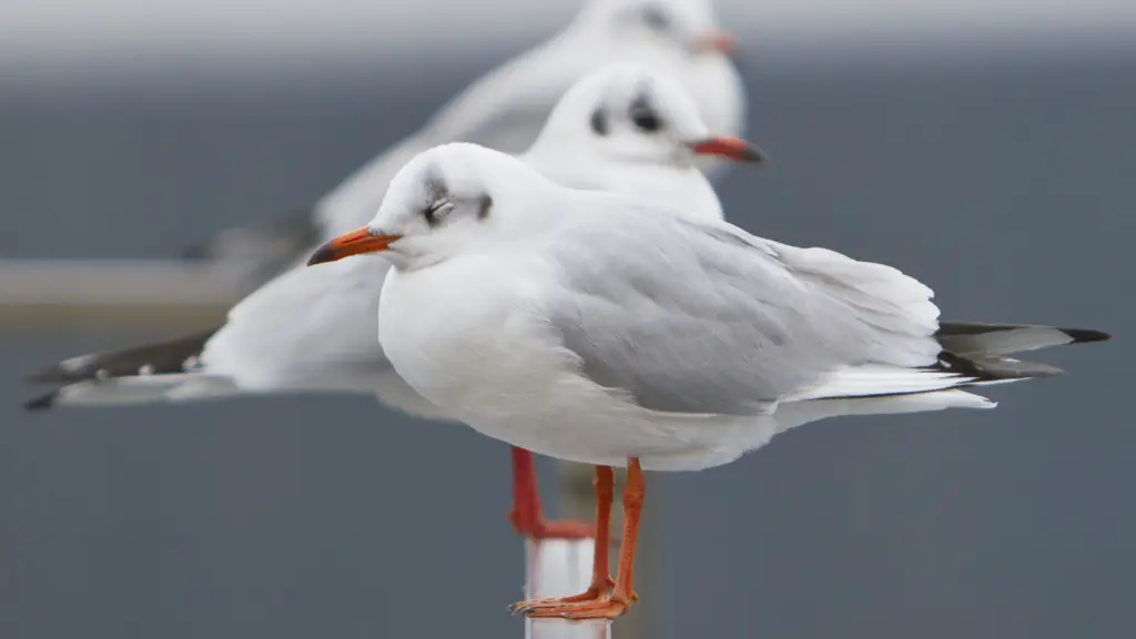 Sleeping Seagulls