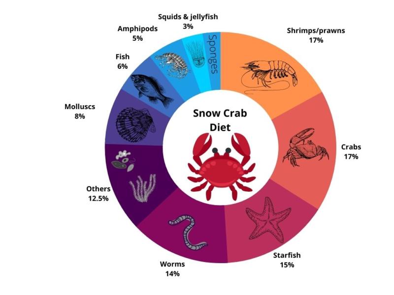 Snow crab diet