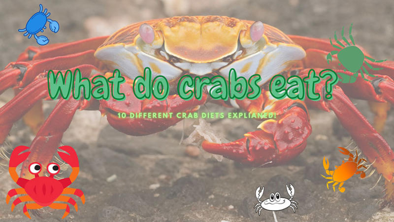 What do Crabs eat? (Full List!)
