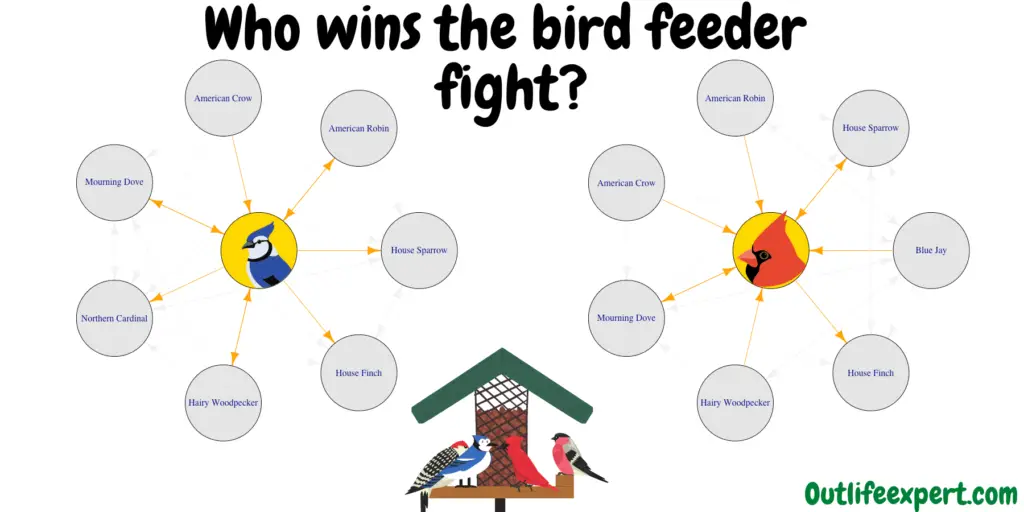 Bird interactions at bird feeders