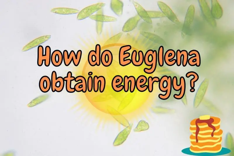 How do Euglena obtain energy?
