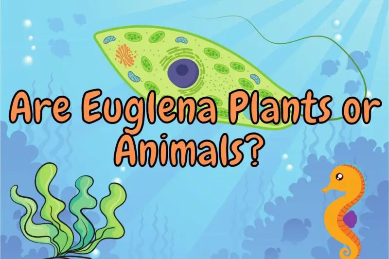 Are Euglena plants or animals – or both? (Answered!)