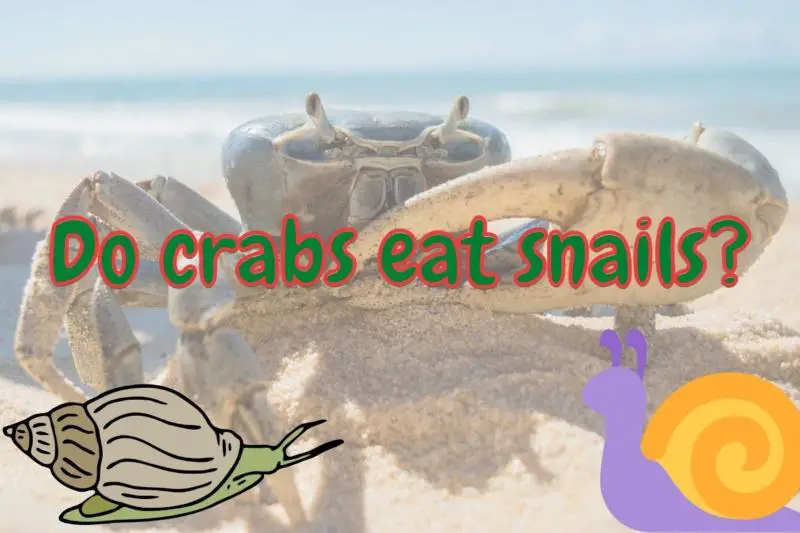 Do crabs eat snails? (Answered with examples!)
