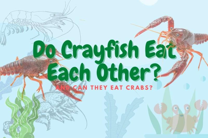 Will Crayfish Eat Other Crayfish? (and their own babies?!)