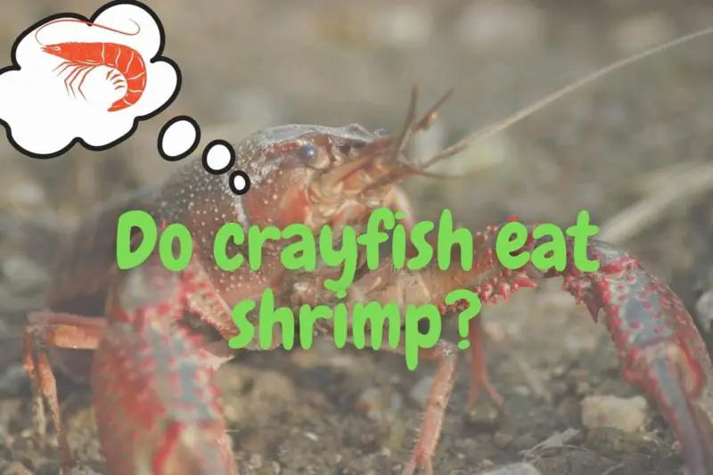 Do crayfish eat shrimp