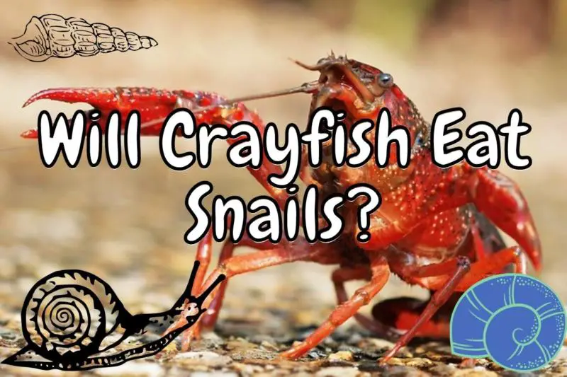 Will Crayfish Eat Snails? (can they be kept together?)