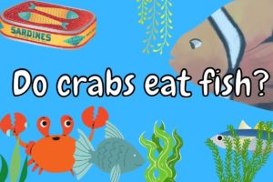Do Crabs Eat Fish? (Answered!) – Outlife Expert