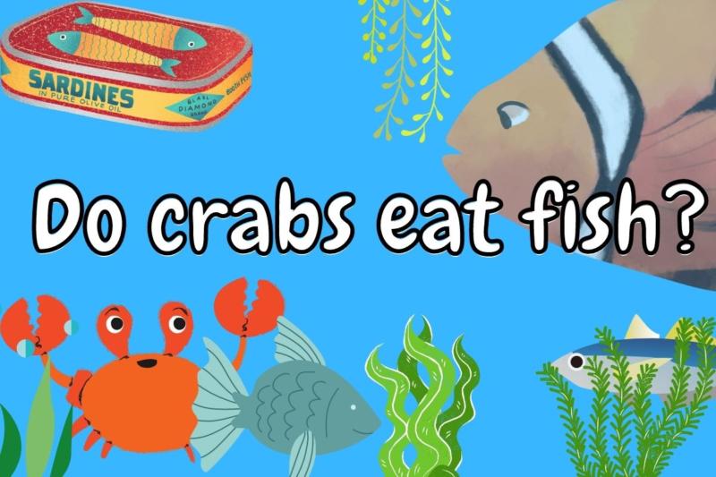 Do Crabs Eat Fish? (Answered!)