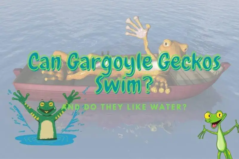 Can Gargoyle Geckos Swim? (Do they like water?!)