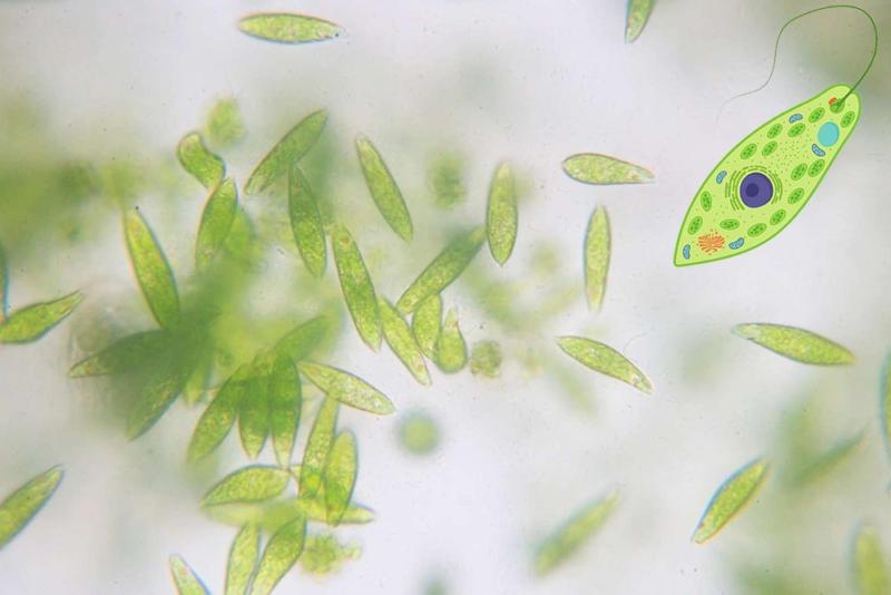 Euglena in the microscope