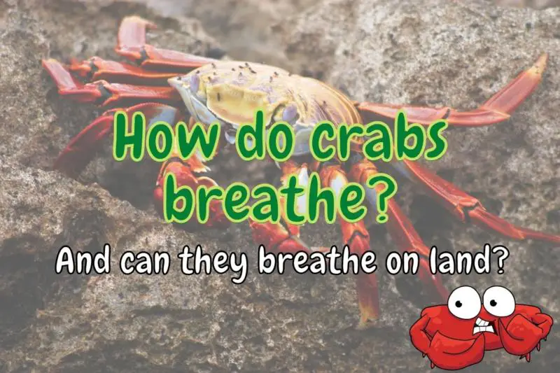 How do crabs breathe? (Answered!)