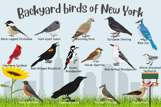 Poster of New York Backyard birds. 