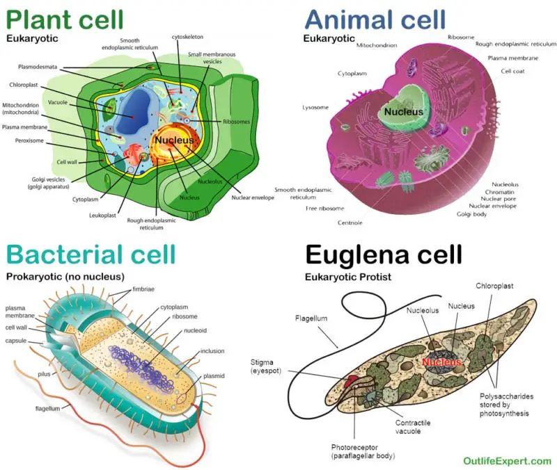 An overview of the different cells structures and how they compare to Euglena. Eukaryotic cells including plant and animal cells and how they compare to bacteria and Euglena cells.