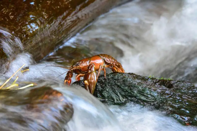 Crayfish on land