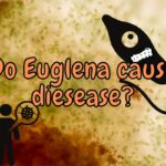 Are Euglena Harmful To Humans? (Explained With Examples!)