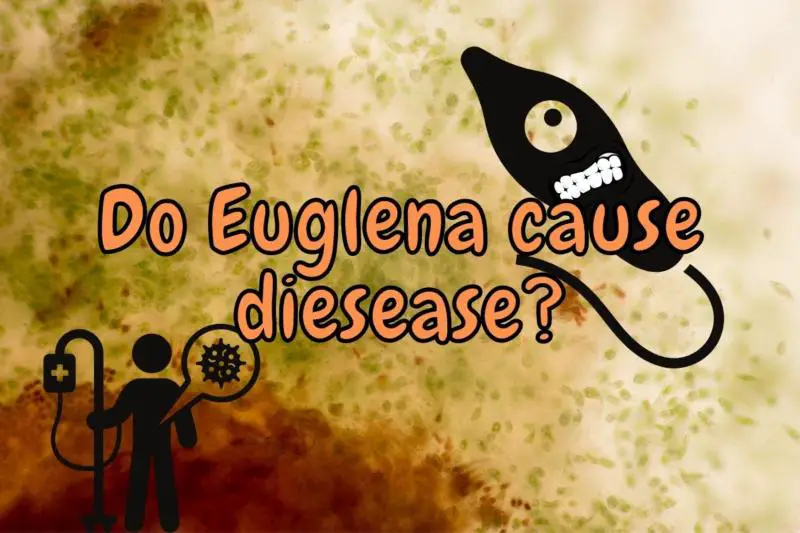 Are Euglena Harmful To Humans? (Explained With Examples!)