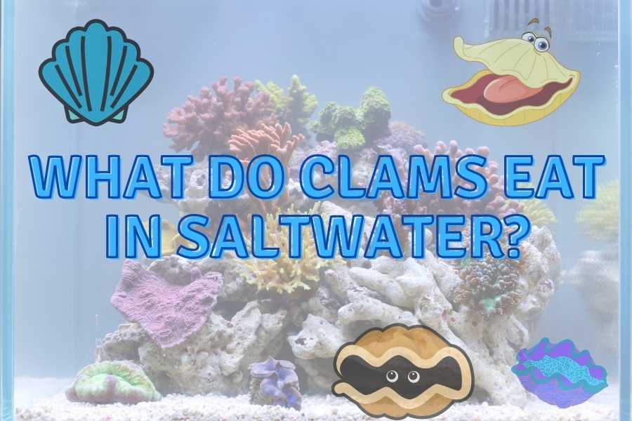 What Do Clams Eat in a Saltwater Tank?