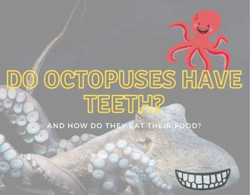 Do Octopuses Have Mouths? (Do They Have Teeth?)