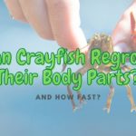 Do Crayfish Claws and Legs Grow Back? (How Fast?)