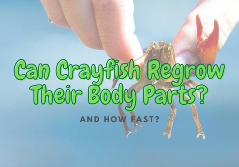Do Crayfish Claws and Legs Grow Back? (How Fast?)