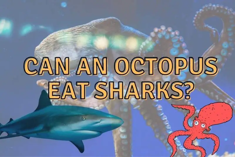 Can An Octopus Eat Sharks? (Answered + video!)