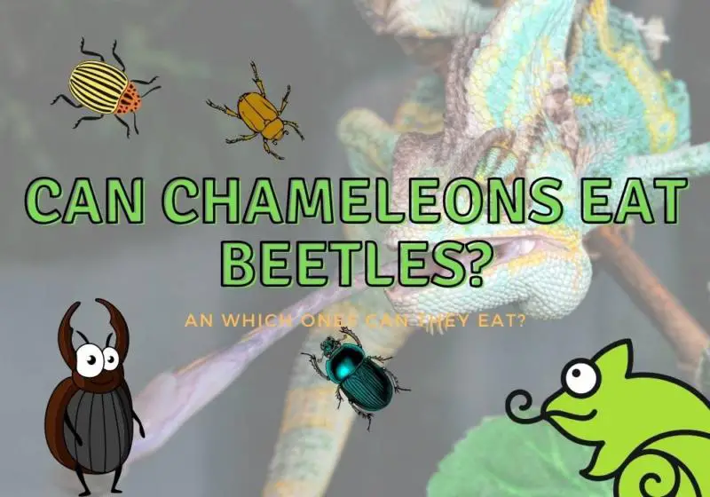 Can Chameleons Eat Beetles? (which ones are safe?)
