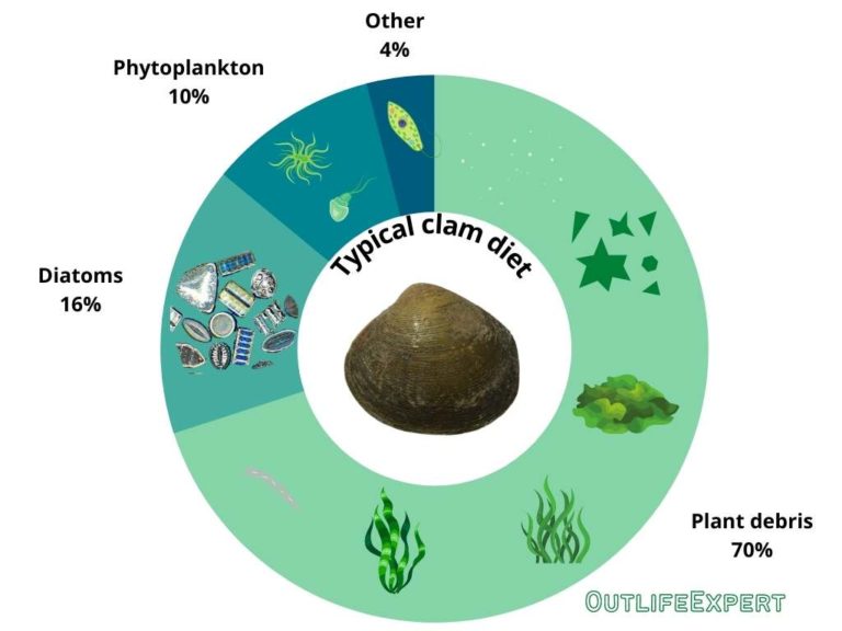What Do Clams Eat? (All Questions Answered!) Outlife Expert