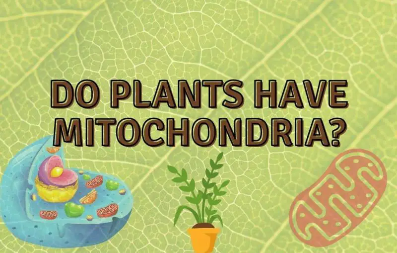 Do Plants Have Mitochondria? (Know The Facts!)