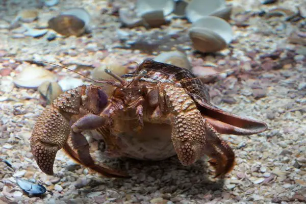 Hermit Crab with large claws