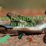 Do Lizards Eat Beetles? (Which Ones are Best?)