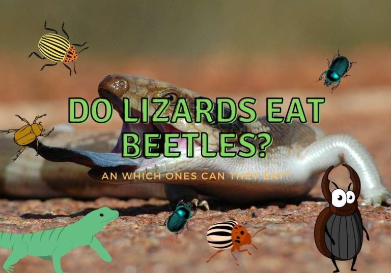 Do Lizards Eat Beetles? (Which Ones are Best?) Outlife Expert