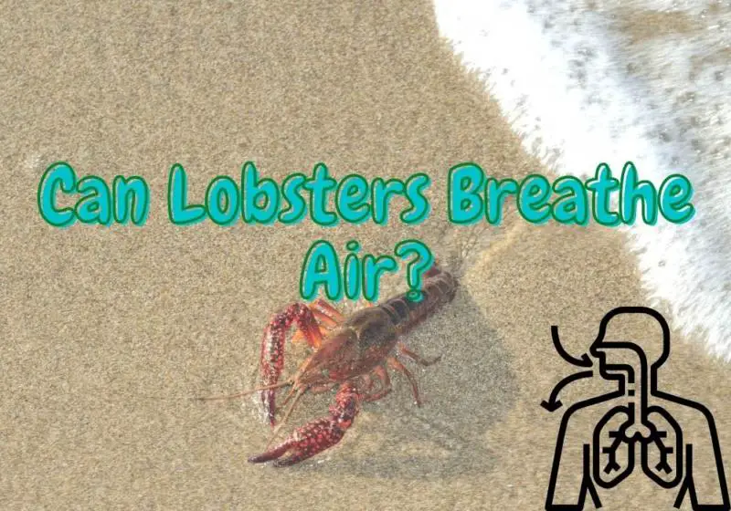 Can Lobsters Breathe Air? (Can They Stay On Land?)