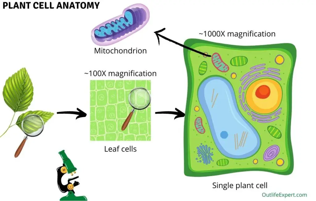 Do plants have mitochondria?