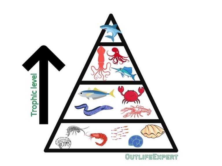 Where Do Squid Fit in the Marine Food Web? (Explained!) – Outlife Expert